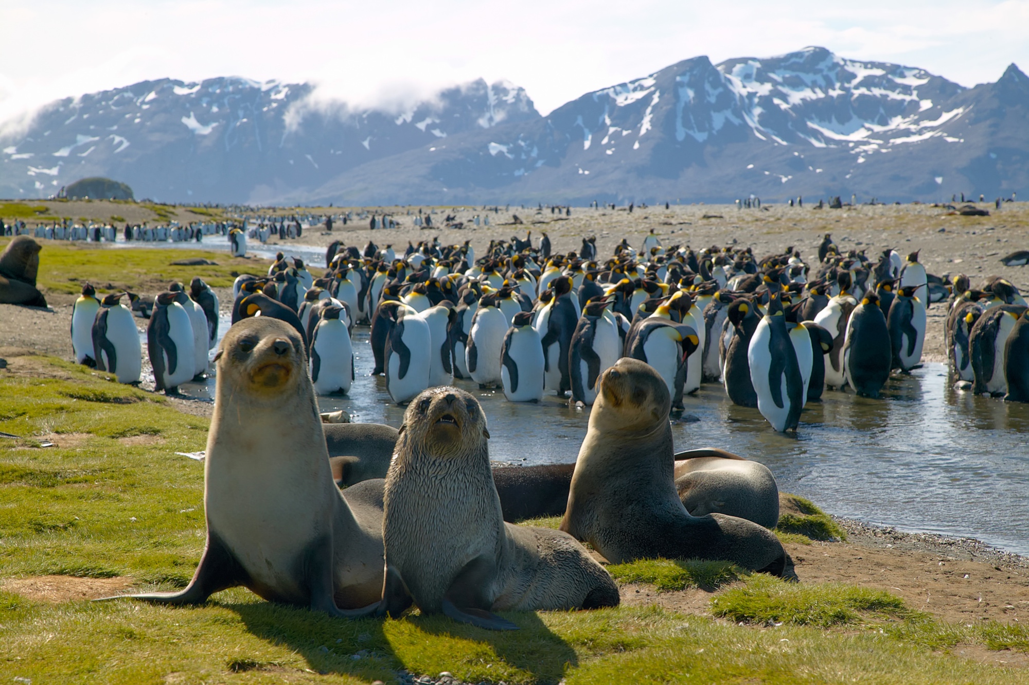Salisbury Plain, Süd Georgien